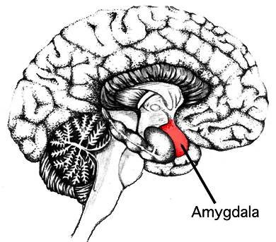 Amygdala